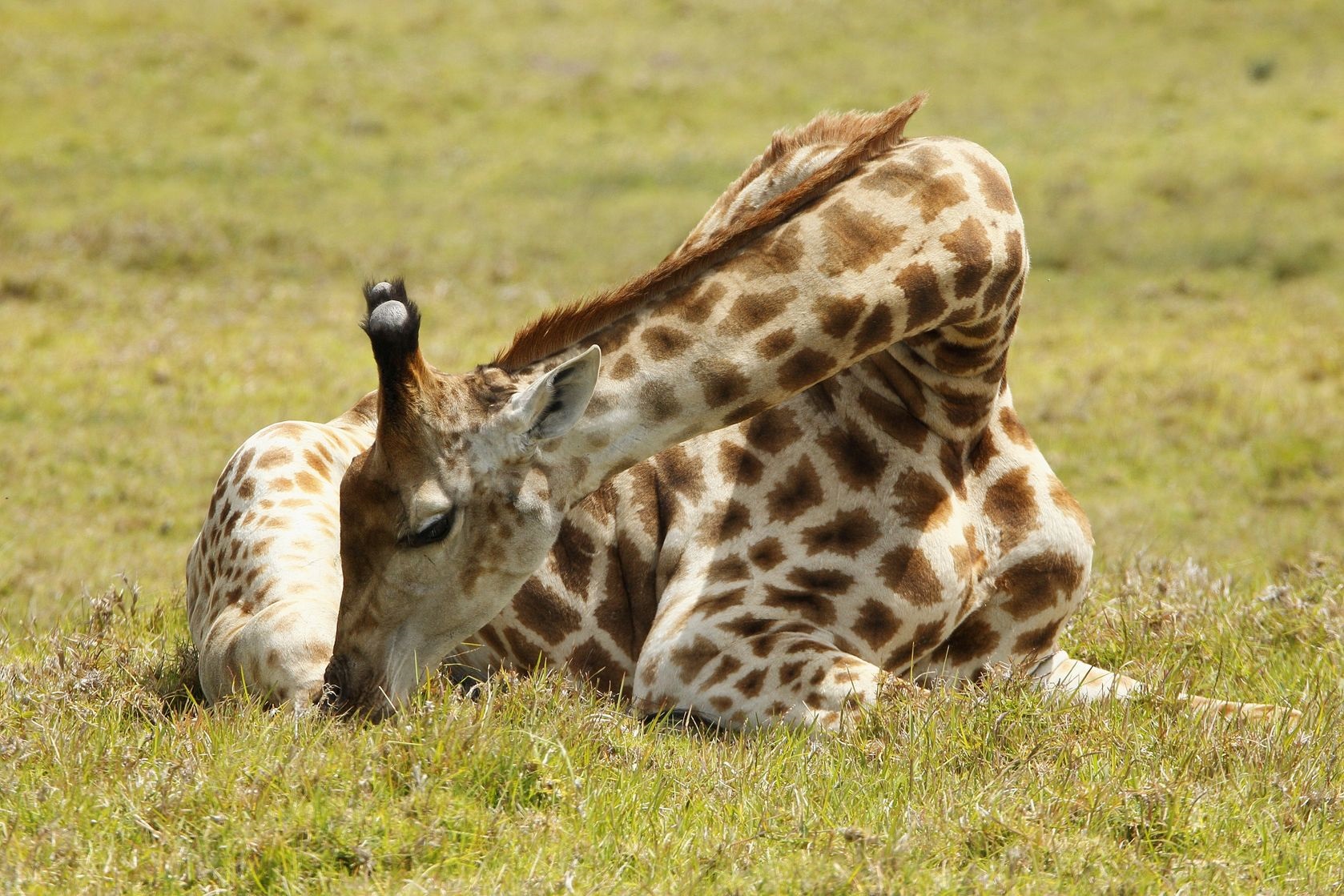 giraffes sleeping