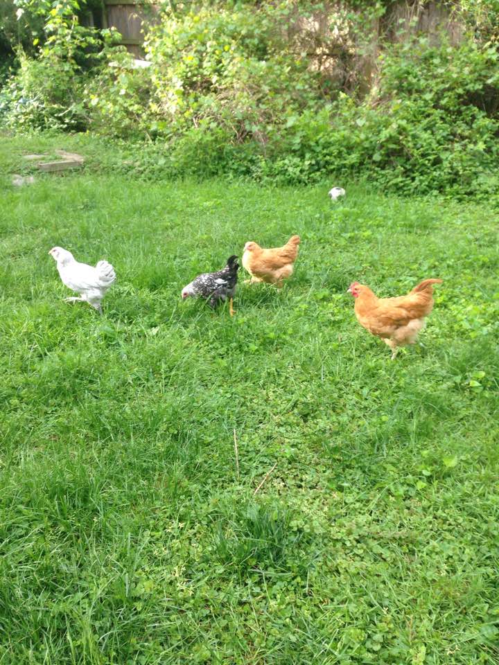 Chickens-by-Tabitha-Grace-Challis